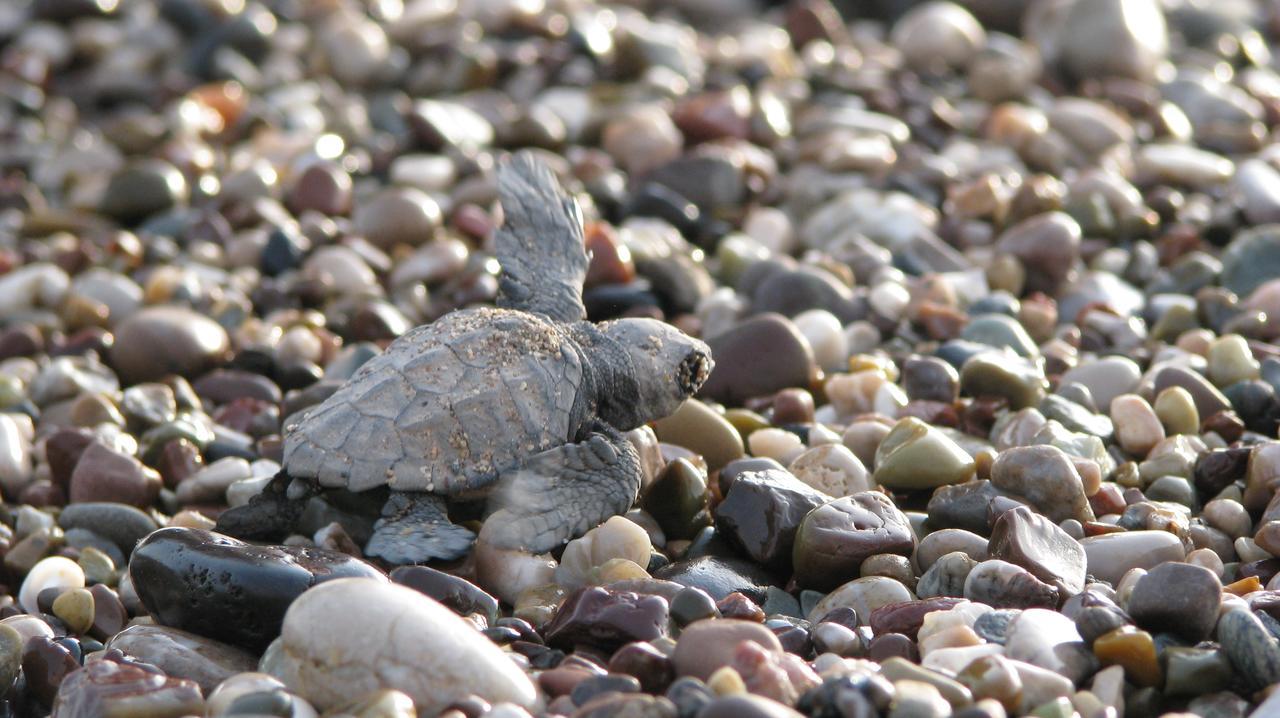 Caretta Caretta Pension Чирали Екстериор снимка